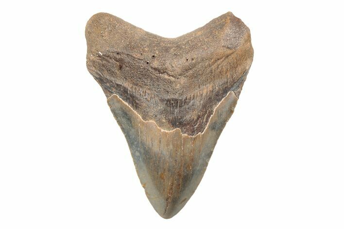 3.87" Fossil Megalodon Tooth - North Carolina
